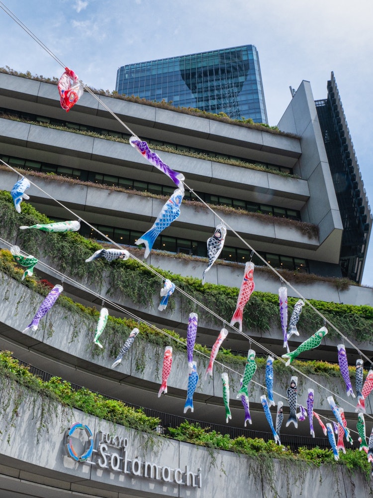 [Image1]Solamachi's colorful carp streamers