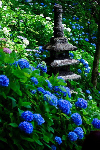 [Image1]One of Japans best place to see the hydrangea or Ajisai flower is the Hase dera temple in Kamakura. 