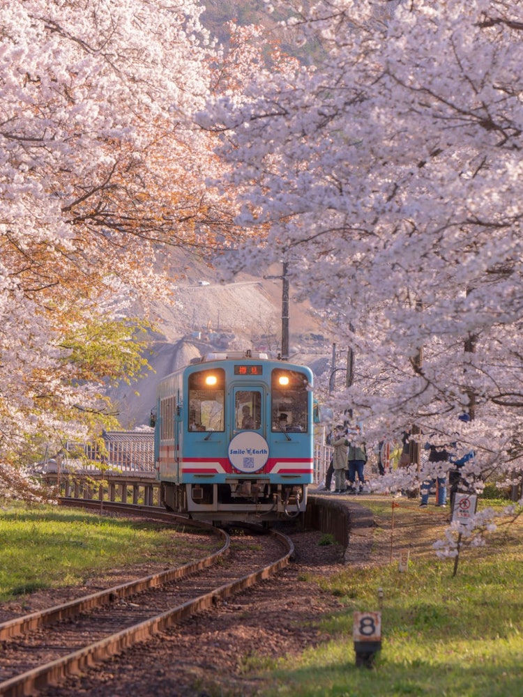 [Image1]Tarumi Railway, photographed at Tanigumiguchi StationTrain passing through the cherry blossom tunnel