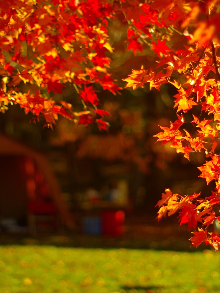 [Image1]Atsuma campsite. Bring your car and favorite tent with autumn leaves!