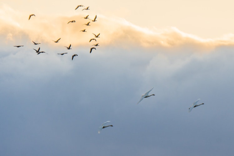 [相片1]岩手县八幡平市。 在路上，几只鸟离开了羊群，飞走了。