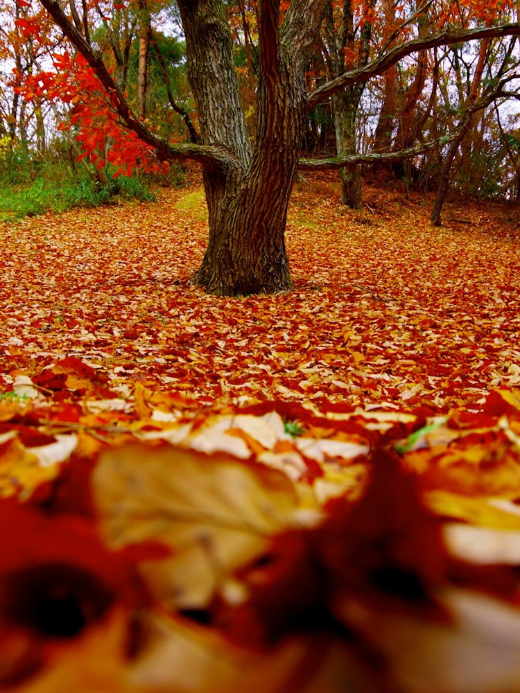 [画像1]家の近くの公園の落ち葉を撮りました。