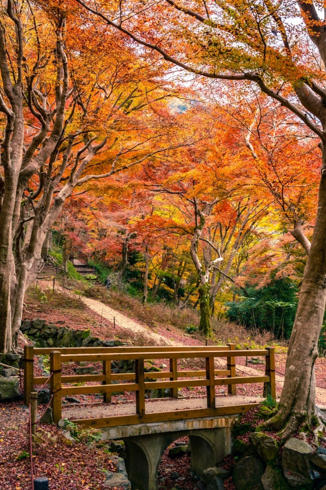 [Image1]【Alley】Take a short walk in the mountainsA bridge was builtBehind it isThe autumn leaves were beauti
