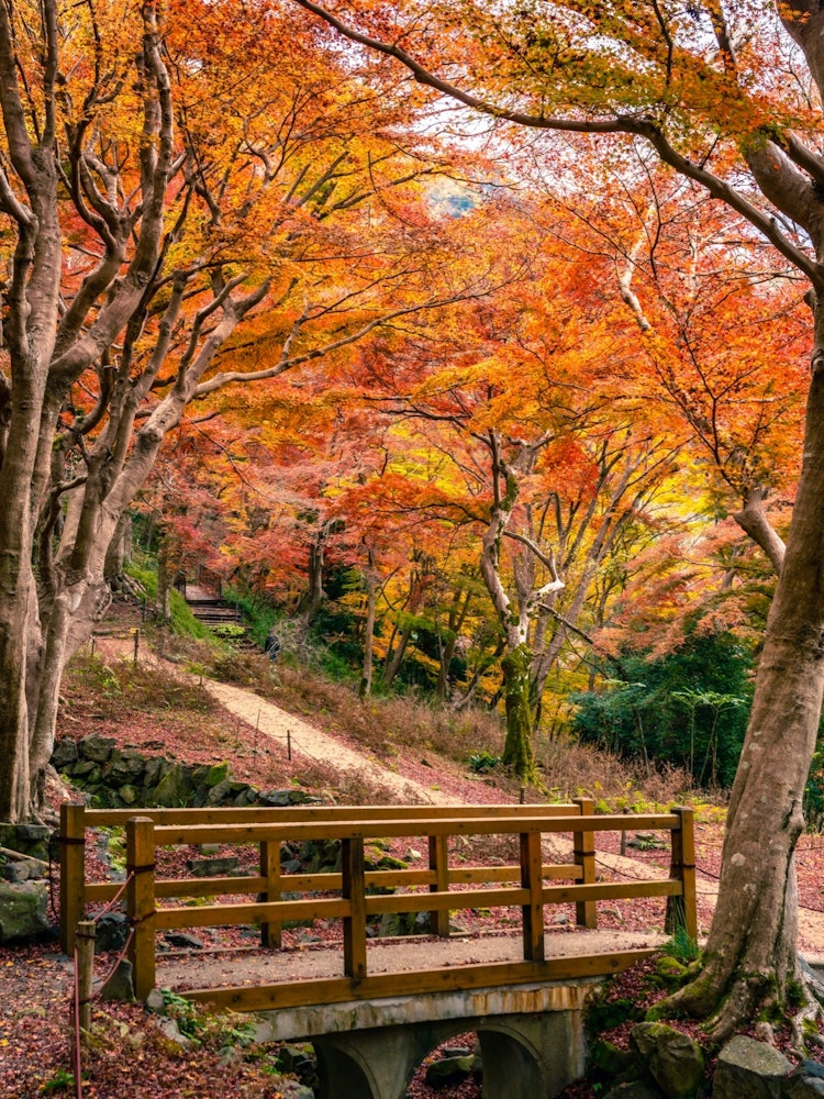 [Image1]【Alley】Take a short walk in the mountainsA bridge was builtBehind it isThe autumn leaves were beauti