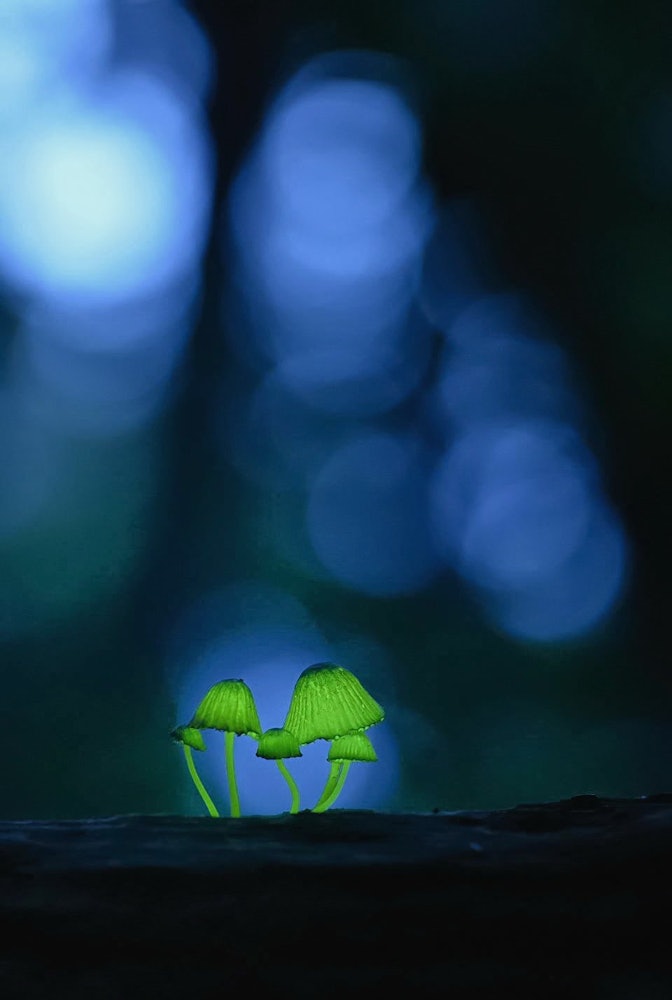 [相片1]說到初夏的發光事物，除了螢火蟲之外，無論何時遇到發光的蘑菇“Shiino Tomoshibitake”，總會給人留下深刻的印象。
