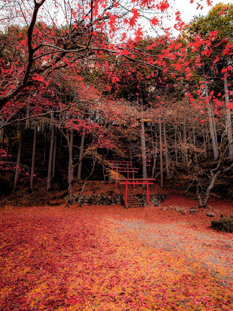 [相片1]日本的秋天红叶地毯与鸟居的合作兵库县内