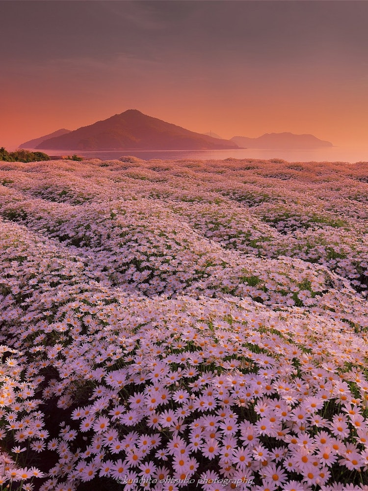 [画像1]「Morning glow flower park」location : 香川県三豊市詫間町＊～朝焼けのフラワーパーク浦島～マーガレットは、香川県を代表する花の一つで三豊市は全国1位の生産量を誇ります