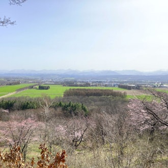 [이미지1]🌸 🌸 마을의 벚꽃 보기에 딱 좋은 시기보기에 딱 좋은 시기 모이와야마 삼림공원, 하쿠린 공원, 다이키 신사 등 마을 곳곳에 벚꽃이 만발합니다!잉어 모양의 깃발과 함께 벚꽃을 즐기