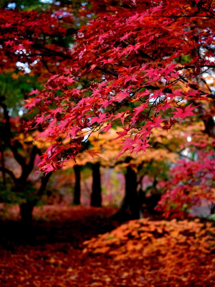 [Image1]Autumn in Japan is vibrant and color full. The mother nature in Japan decorate the whole surrounding