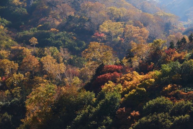 [画像1]北アルプス雪倉岳への登山道である鉱山道からの紅葉です。 北アルプスの紅葉は涸沢が有名ですが、個人的には雪倉岳の方が色づきが綺麗だと思います！ 逆光に照らされて光る紅葉が一番好きな自然の色です。