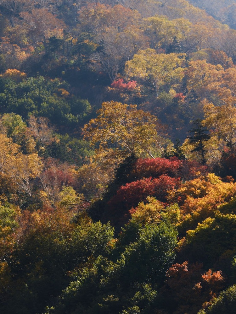 [Image1]Autumn leaves from the mine road, which is a mountain trail to Mt. Sekikuradake in the Northern Alps