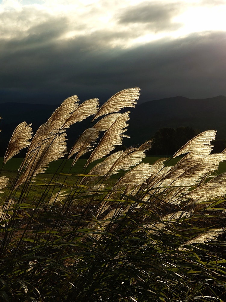 [相片1]潘帕斯草在田野旁伸展着背，张开耳朵将它们与来世联系起来，在秋风中艰难地摇曳着。这样的潘帕斯草在暮色中闪闪发光。此外，今年，我能够看到潘帕斯草在秋风中闪闪发光。📸 照片拍摄于2023年8月30日美瑛