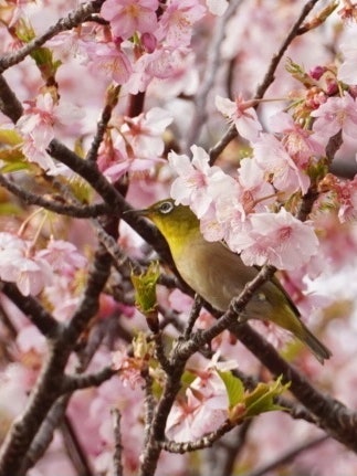 [Image1]Sakujiro! Mejiro's cherry blossom viewing.