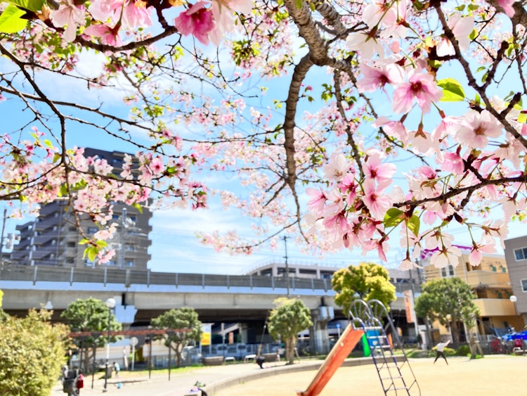[画像1]駅へ向かう途中公園で桜を見つけて思わず近づいて撮ってしまいました☺️周りを意識すると色々見えてきますね！！