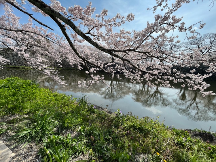 [相片1]蒲公英视角下的樱花🌸🌸🌸滋贺县彦根市彦根城下町的樱花。我想知道蒲公英的樱花长什么样。右下角有一个黄色的小 😌好！ 如果您这么认为，请按😌“赞”按钮