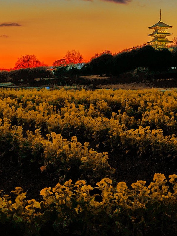 [相片1]岡山縣宗子市的備中分寺。 在春天，象徵著吉備寺的五重塔的照明與油菜花之間的合作非常美麗。