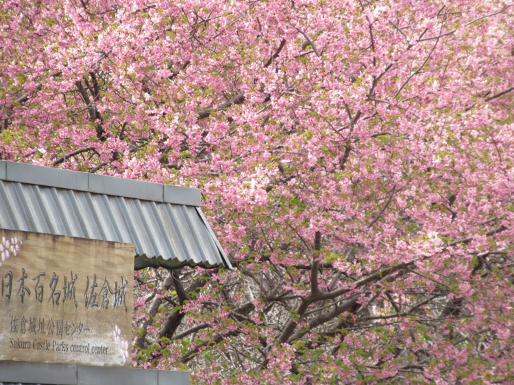 [相片1]日本100座著名城堡和樱花城樱花城公园的樱花