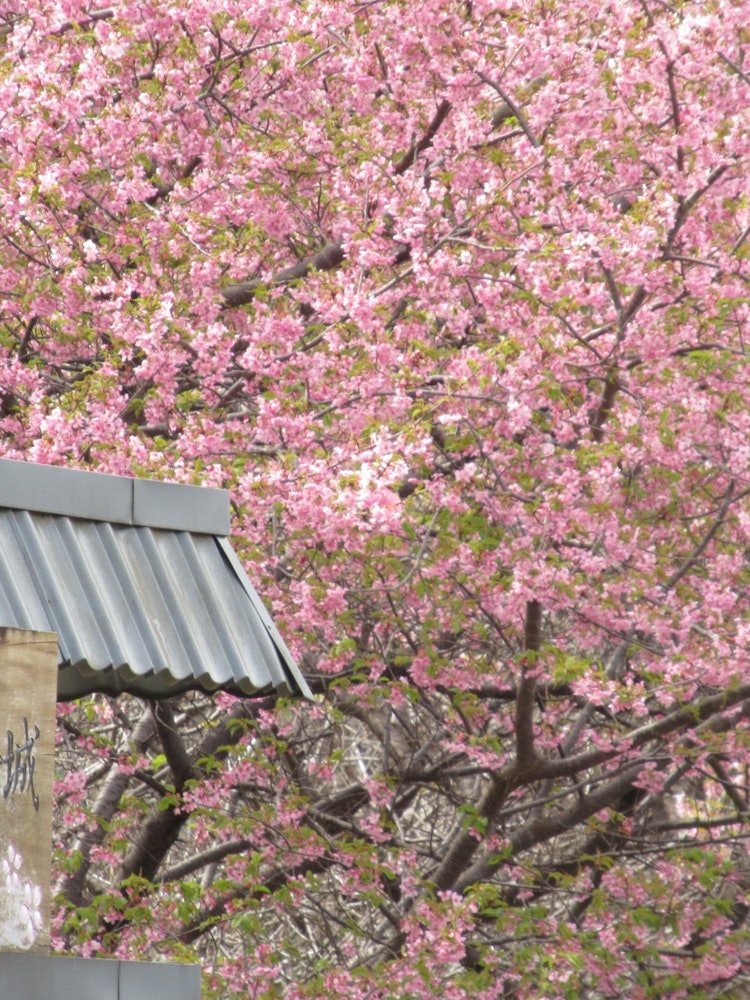[Image1]Japan 100 Famous Castles and Sakura CastleCherry blossoms in Sakura Castle Park