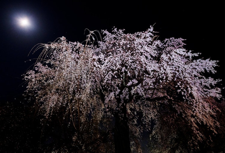 [相片1]祇園在月光下垂枝櫻花@京都・圓山公園