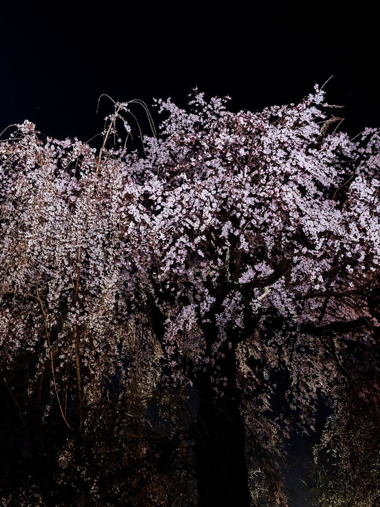 [Image1]Gion weeping cherry blossoms in the moonshine@京都・Maruyama Park