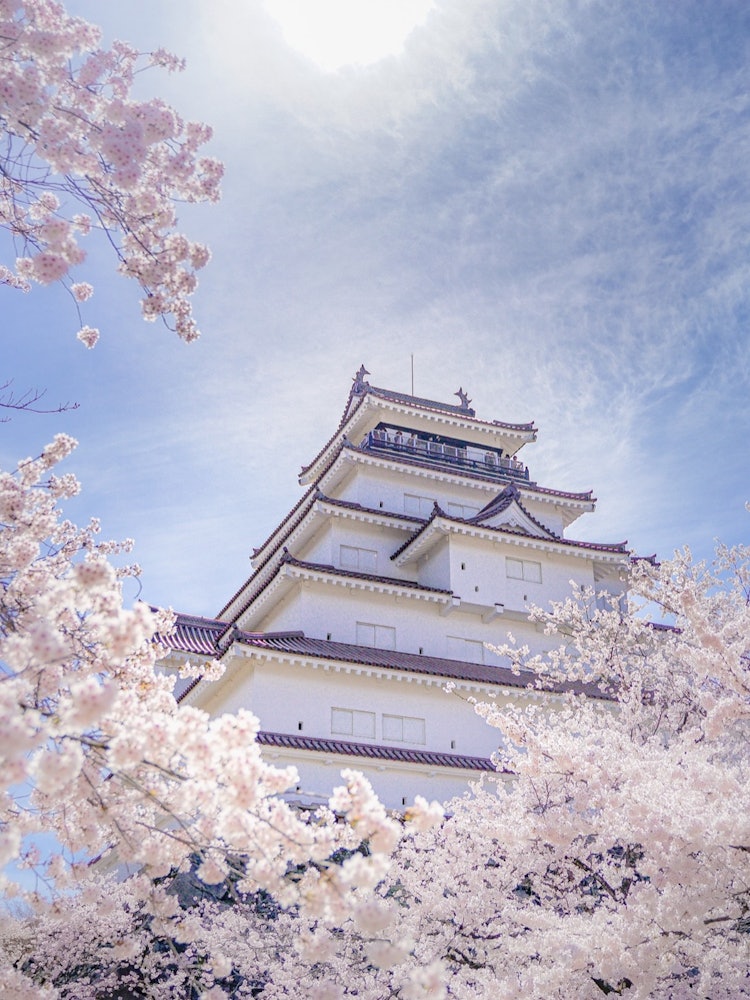 [Image1]Tsuruga Castle towering over the cherry blossoms