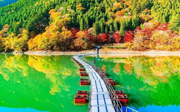 [이미지1]오쿠타마 호수의 단풍입니다.녹색과 주황색의 대비가 아름답습니다.