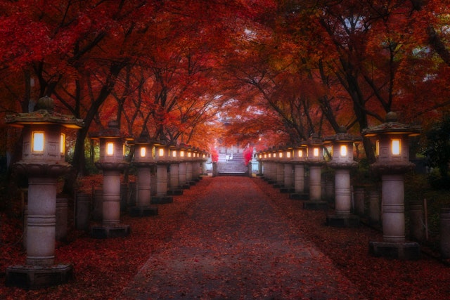 [Image1]兵庫県丹波市高山寺丹波はいろんなお寺さんで紅葉の絶景スポットがあり、その中でもここの紅葉は有名で多くのカメラマンの方々が早朝からこの光景を見に来ます。ただ植物はタイミングが難しく早すぎてもダメ遅すぎて