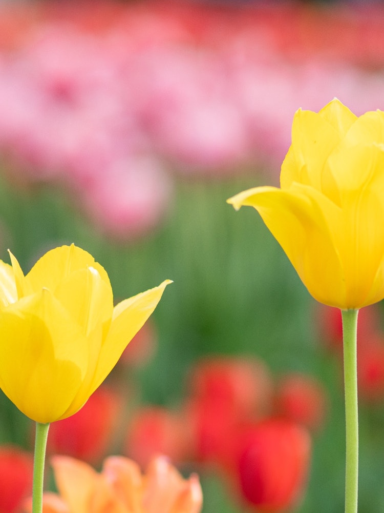 [Image1]It is a tulip in Yokohama Park.