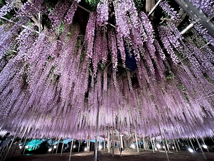 [相片1]令人驚歎的紫藤我想去一次「足利花卉公園」。。 我被令人驚歎的紫藤所震撼。 年度回憶