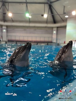 [이미지2]돌고래 사육사들이 가장 좋아하는 사진 🐬~보틀노즈 돌고래~이번에는 (오른쪽) #우유와 (왼쪽) #코코아를 합친 엑스트라 에디션입니다.귀여운 사진을 소개해 드릴게요!두 말의 차이점을