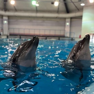 [相片2]海豚饲养员最喜欢的照片 🐬~宽吻海豚~这一次，它是额外的版本（右）#牛奶和（左）#可可一起。我想向您介绍一些可爱的照片！试着☺找出两匹马之间的区别
