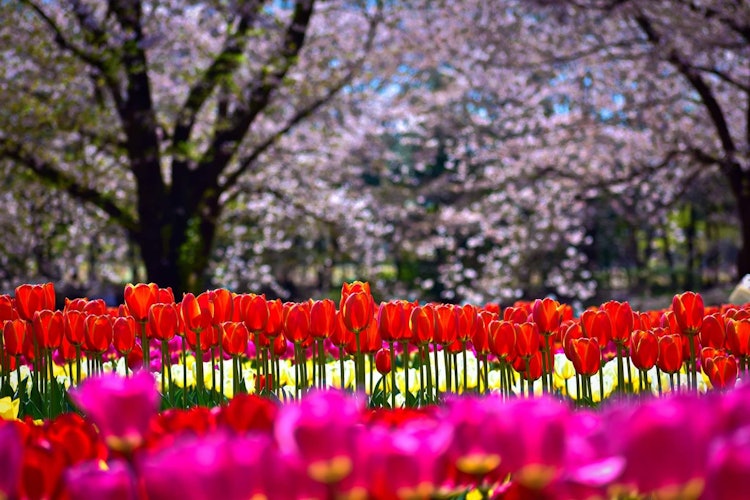 [相片1]我今天推荐的旅游景点是深谷绿色公园。樱花季节即将到来，在这里我想推荐这个地方。公园的整体面积不是很大，但组织得很好。郁金香和樱花的组合可以同时在这里看到。