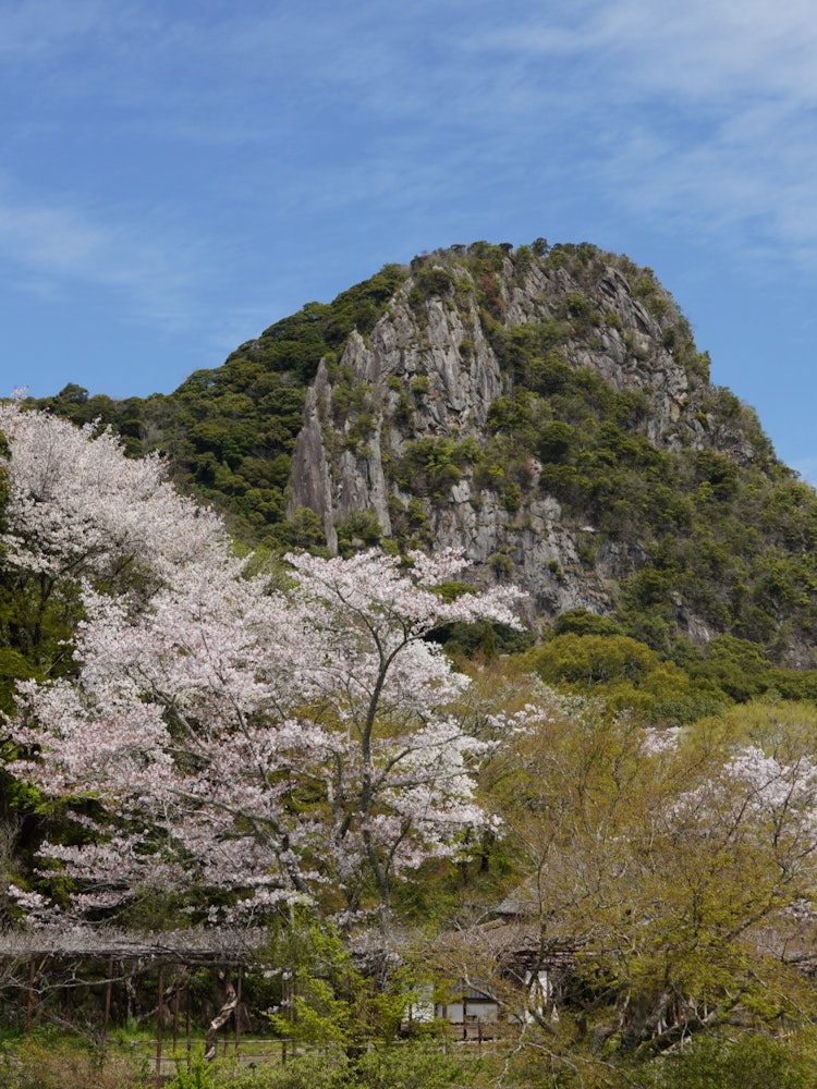 [画像1]佐賀県武雄市御船山の岩山と桜はよく合う。