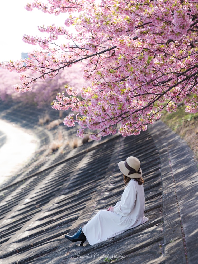[画像1]愛知県の乙川の葵桜🌸ずっと行ってみたかったところにやっと行けました😍✨