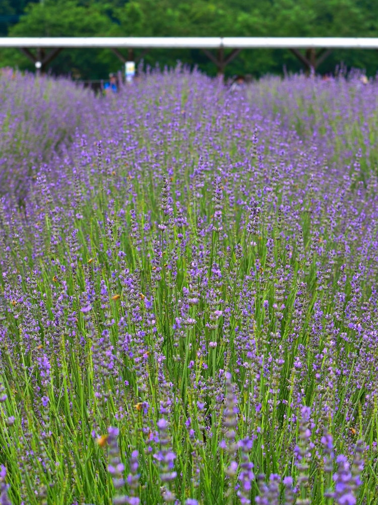[Image1]Saitama lavender festival at musashi ranzan area is a real hidden gem. Around 22000 lavender bloomed