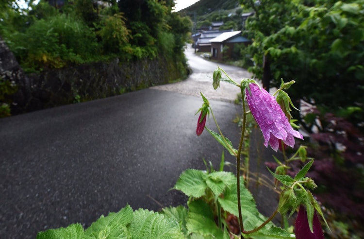 [相片1]在一個下雨天，我在熊野古道高原地區發現了一朵花。 我看到很多白色的花朵，但我想知道紫色的花朵是不是很少~。