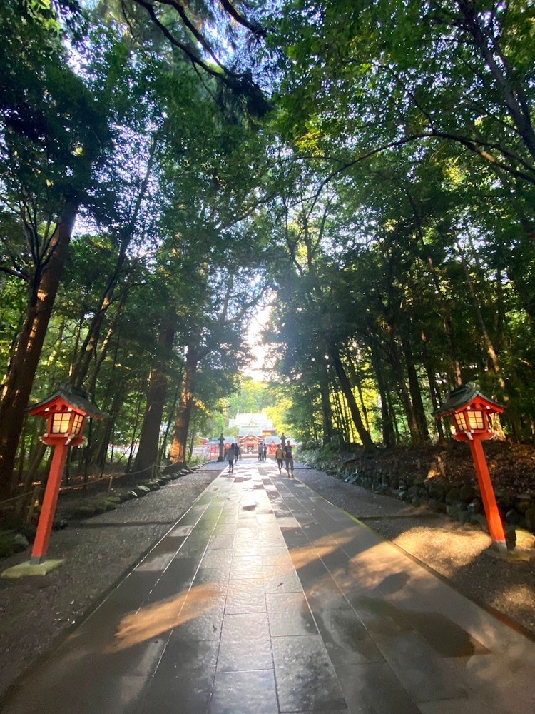 [画像1]鹿児島県霧島市の霧島神宮の参道です。 静謐な雰囲気に心澄まされます。