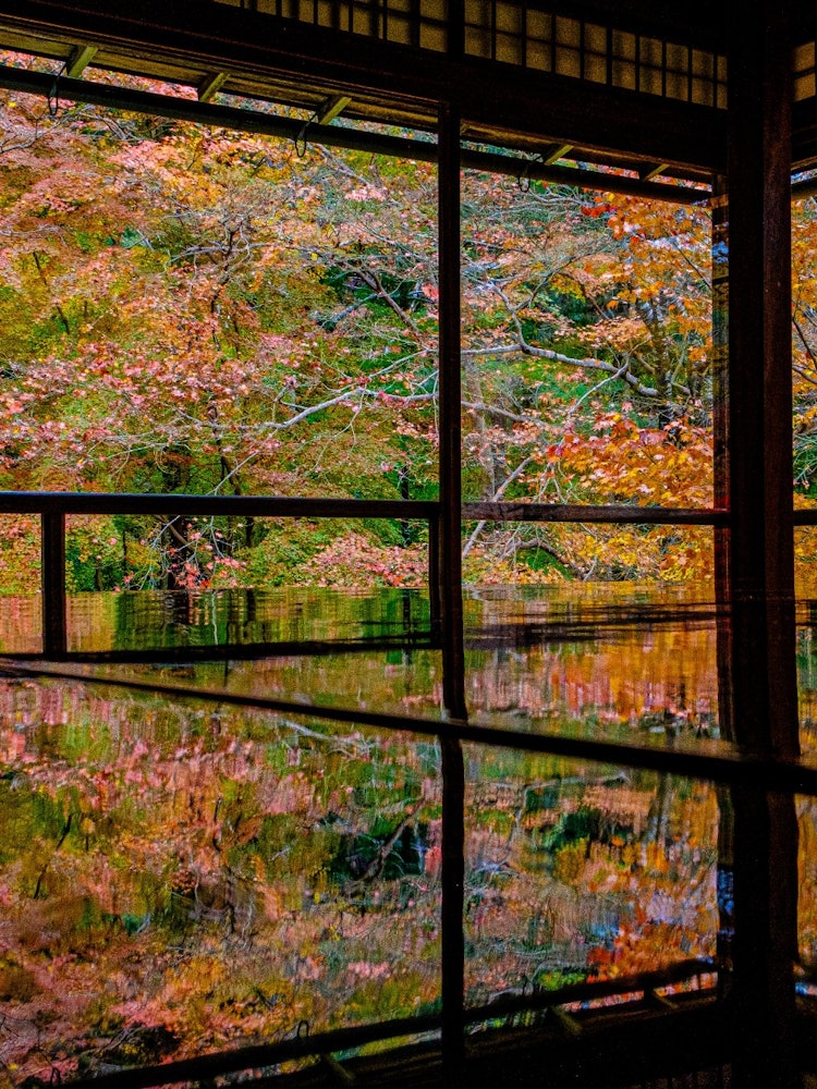 [相片1]推薦京都八瀨琉璃光院的紅葉。 位於樂北安靜的比睿山腳下，您可以欣賞到深處鮮豔的紅葉。