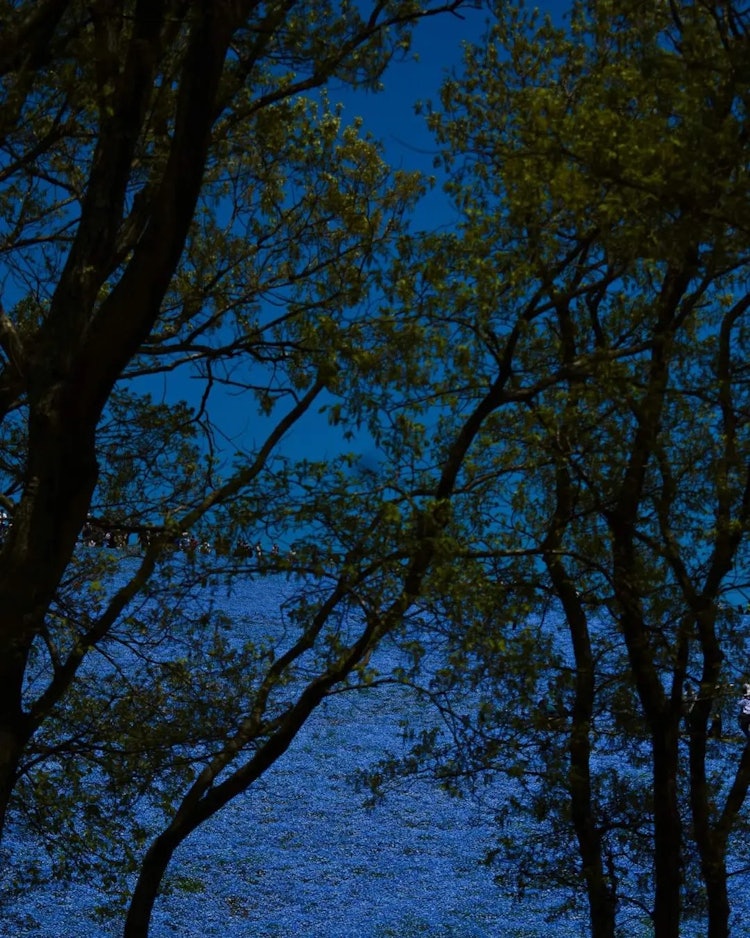 [相片1]天空接觸地面的地方...大自然的幻覺...在日立海濱公園旅行期間，我很享受天空和花谷之間的障礙是如何消失的。主要是在這些樹後面，幻覺的作用要大得多。你不這麼認為嗎？