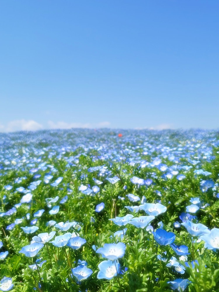 [Image1]Spring in JapanBlue SeaNemophila