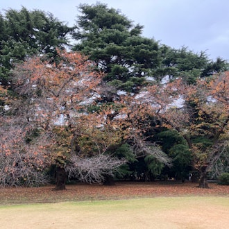 [Image1]Went to Shinjuku Gyoen again, this time to see the autumn leaves before the season ends. The park wa