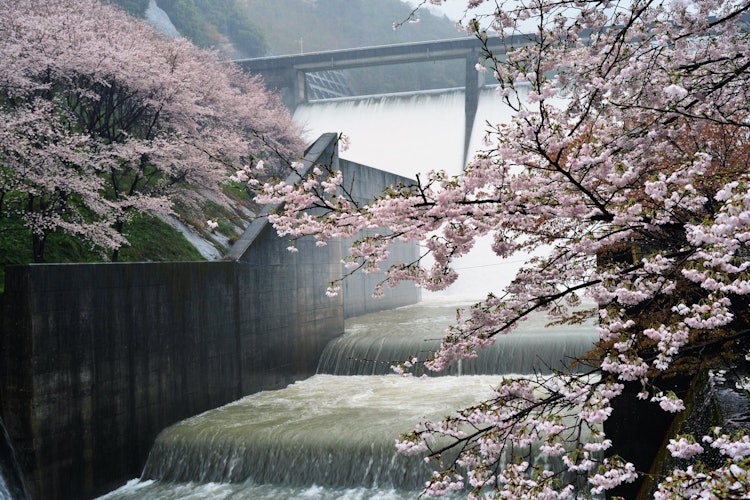 [相片1]我在大雨中參觀了和歌山縣南川町的島瀨大壩。
