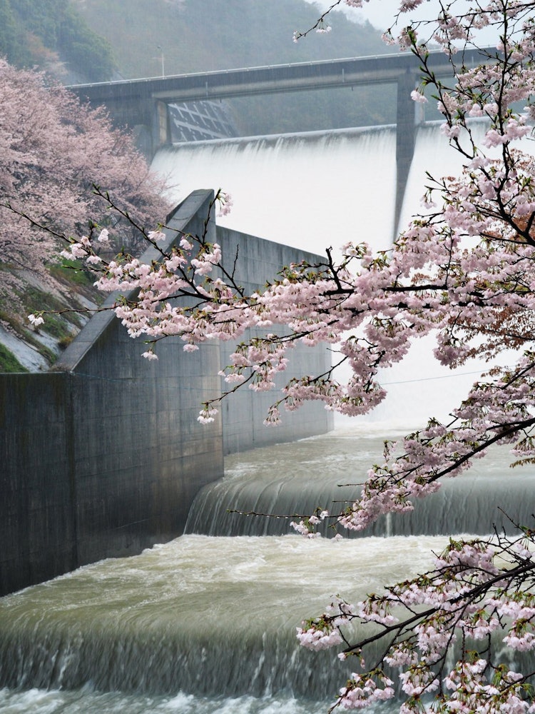 [Image1]I visited the Shimanose Dam in Minamikawa Town, Wakayama Prefecture, during heavy rain.