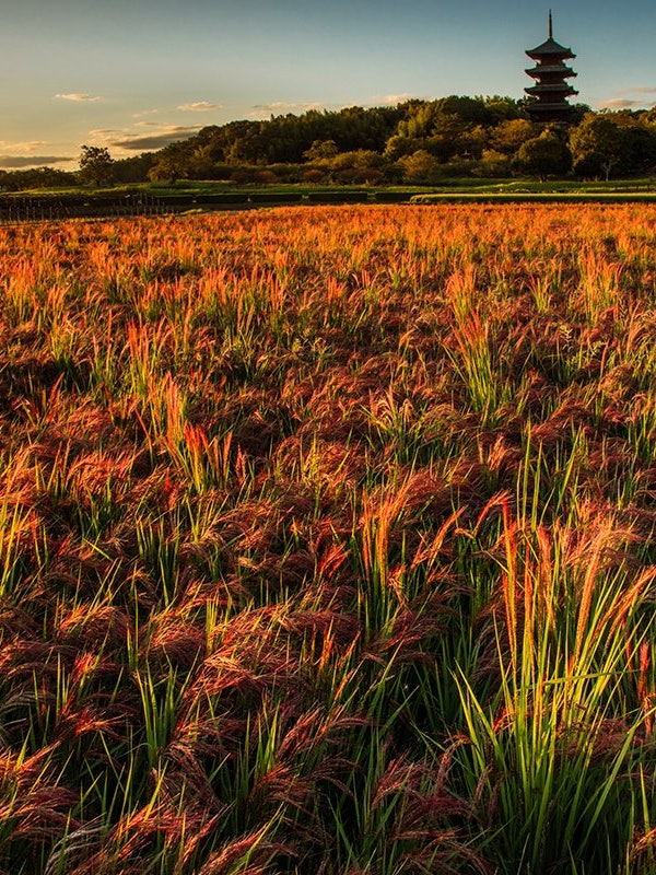 [画像1]岡山県総社市の備中国分寺。 秋には吉備路の田んぼの稲も色づきます。 田んぼの一部には古代の赤米が植えられており、稲穂も赤く輝きます。