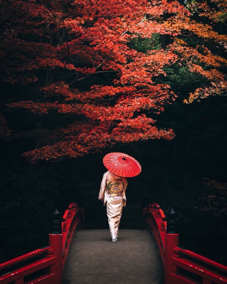 [相片1]大國神社的紅葉 🍁