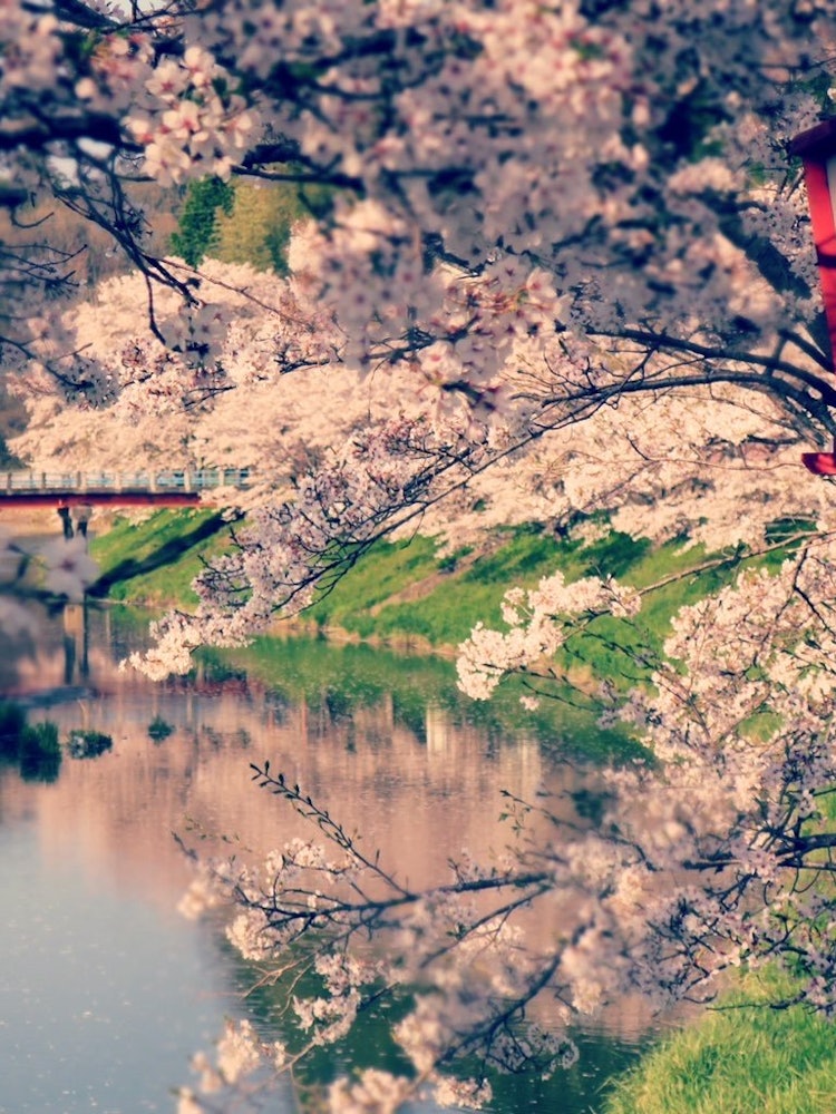 [相片1]這也是奈良縣宇田市宇田川櫻花樹的照片。紅色的盆梔沿著河邊排成一排，紅色與淺粉色混合的對比非常可愛，值得推薦。