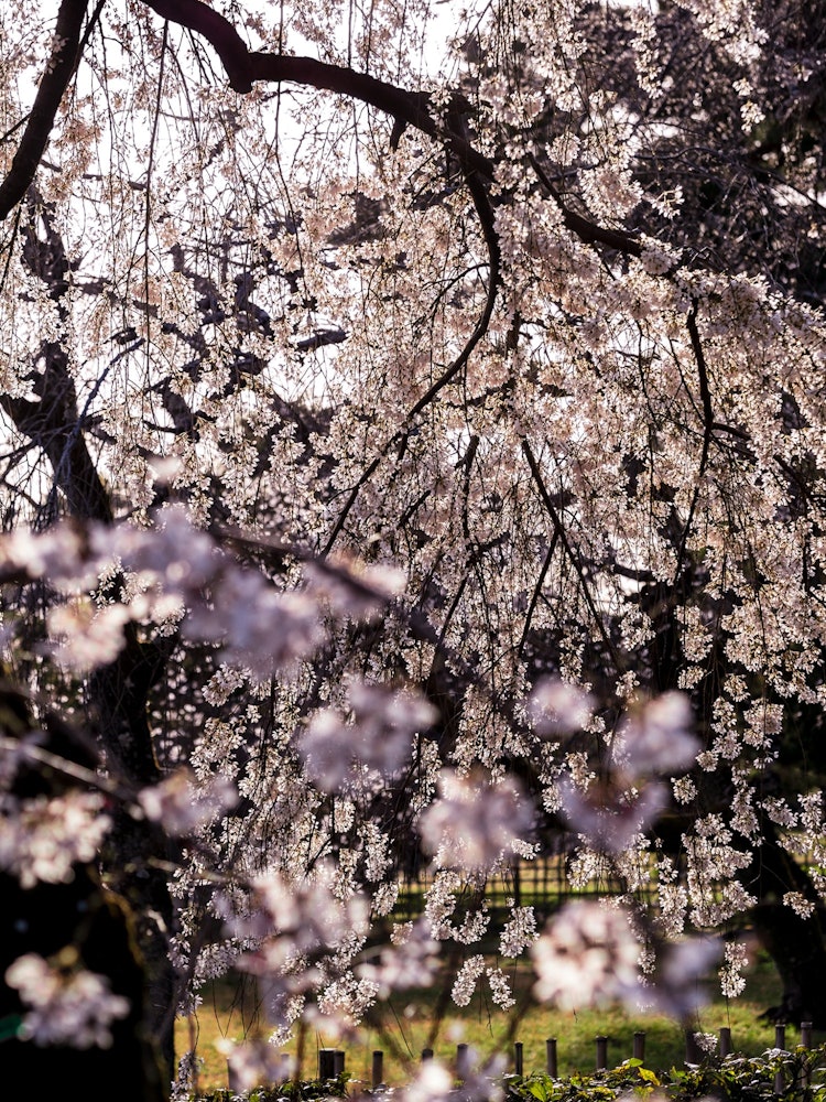 [相片1]今天的櫻花|近衛之糸櫻在天照之前，同志社周圍的「上五所」。在天正之後，秀吉搬遷了「下正」。現在的伊藤櫻是移植到1935年（昭和10年）的櫻花樹。路過，春天的優雅與陌生。@近衛邸跡-京都御苑