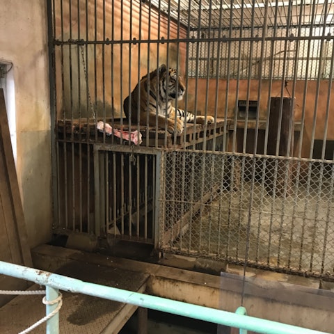 [Image1]Tiger leopard tanuki