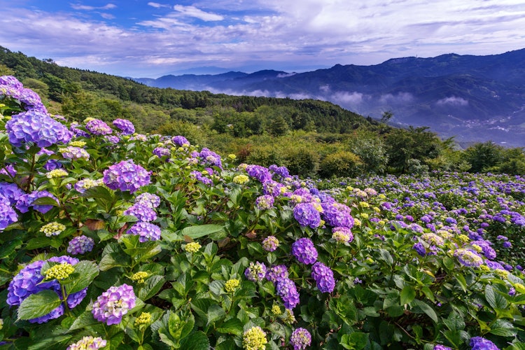 [相片1]美山繡球花從山頂附近可以看到繡球花和雲海的地方