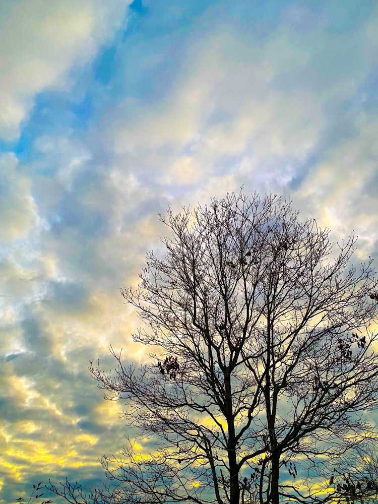 [画像1]2023年 1 月17日 早朝曇り 0度雑木林の日々の記録ご覧いただきありがとうございます。自然や木々の変化の様子を記録しています。#写真 #自然 #光 #四季 #イマソラ #空